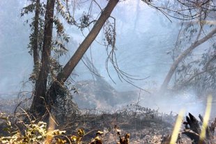 Kebakaran lahan gambut di Kalimantan Barat. Kala gambut dibuka, kanal-kanal dibuat, ketika kemarau, potensi kebakaran sangat besar. Harapan dengan keluar PP Gambut ada perlindungan maksimal terhadap kawasan gambut hingga bencana asap tak terulang. Bisakah perlindungan gambut terwujud? Sapariah Saturi