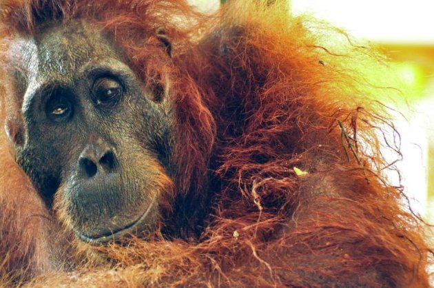 Sandra, la orangután que es considerada por los tribunales argentinos como 'persona no humana' logra derechos y podría ser liberada 6ac7a37cf7e3bbda573a2e49017babf6393f9e5c