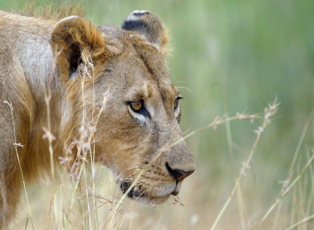 Um jovem leão é visto no Parque Nacional de Nairóbi, no Quênia, no dia 10 de agosto de 2015