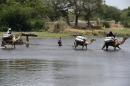 Des habitants de N'Gouboua, au Nigeria, traversent le lac Tchad après l'attaque de leur village par des islamistes de Boko Hatram, le 6 avril 2015