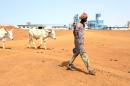 Sénégal : des éleveurs mis dehors pour du biocarburant qu'on attend encore