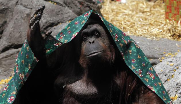 An orangutan named Sandra, covered with a blanket, gestures inside its cage at Buenos Aires' Zoo, in this December 8, 2010 file photo. An orangutan held in an Argentine zoo can be freed and transferred to a sanctuary after a court recognised the ape as a "non-human person" unlawfully deprived of its freedom, local media reported on Sunday. Animal rights campaigners filed a habeas corpus petition - a document more typically used to challenge the legality of a person's detention or imprisonment - in November on behalf of Sandra, a 29-year-old Sumatran orangutan at the Buenos Aires zoo. In a landmark ruling that could pave the way for more lawsuits, the Association of Officials and Lawyers for Animal Rights (AFADA) argued the ape had sufficient cognitive functions and should not be treated as an object. Picture taken December 8, 2010. REUTERS/Marcos Brindicci/Files (ARGENTINA - Tags: ANIMALS)