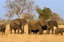 Afrique : l'éléphant est en danger