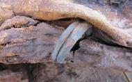Μεγάλη ανακάλυψη στην Αίγυπτο: Βρήκαν νεκροταφείο με 1 εκατ. μούμιες!