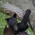 Un oso negro de Louisiana es visto en un árbol en Nueva Orleáns, Louisiana, el domingo 17 de mayo de 2015. El oso en busca de una nueva casa llegó a un vecindario de Louisiana donde ha estado desde hace más de una semana. (Foto AP/Gerald Herbert)