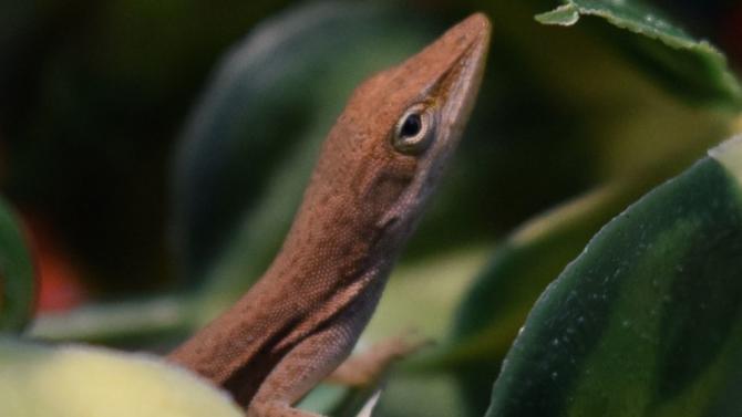 Lizard Found in Student&#39;s Meal Becomes Science Lab Class Mascot at NJ School