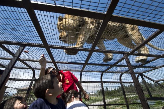 Un niño observa a un león desde una jaula armada sobre un camión, durante un safari en Rancagua, Chile, el 30 de octubre de 2014