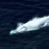 Baleia branca raríssima é flagrada na costa da Austrália