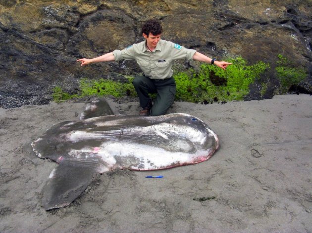  (AP Photo/Cape Disappointment State Park, Eric Wall)