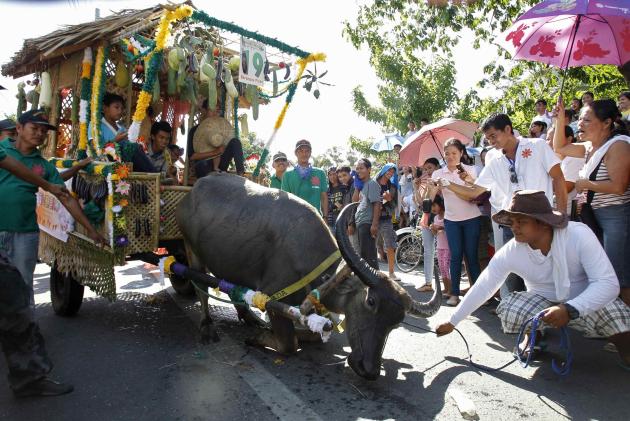 A farmer instructs his carabao (water buffalo) to kneel before spectators during the annual "Kneeling Carabaos Festival" in Pulilan, north of Manila