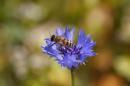 A bee is seen on a flower in a forest near the village of Berezhok, north of Minsk