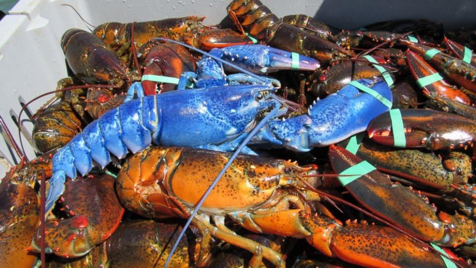 Lobsterman Catches Rare, Bright Blue 2-Pound Lobster Off the Coast of Cape Cod