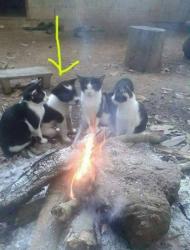最近天氣開始轉涼，不僅人類需要保暖，就連動物也需要一處取暖的棲息地，有網友在「爆料公社」貼出一群貓咪取暖的照片，但是怎麼有一隻「間諜」假裝沒事混在貓群中，牠們之間的反應讓人看得心融化。