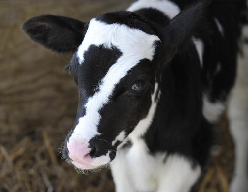 "Baby Ben, " a calf born on Saturday, Sept 20, with a marking of a No. 7 on its head, is shown Vale Wood Farms Thursday, Sept. 25, 2014, in Loretto, Pa. The folks at the farm are calling the calf "Baby Ben" in honor of Pittsburgh Steelers quarterback Ben Roethlisberger, who wears the No. 7 when he plays. (AP Photo/The Tribune-Democrat, Todd Berkey) MANDATORY CREDIT