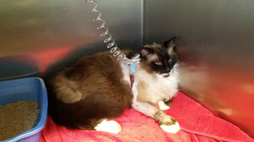 This April 8, 2015 photo provided by Jennifer Kagay shows her cat Liam after the cat fell from a power pole in Grants Pass, Ore. Kagay, the owner of the Siamese cat says he has nearly used up his nine lives after getting shocked on a power pole in Grants Pass and falling 25 feet. (AP Photo/Jennifer Kagay)