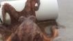 Octopus saves eggs from being stranded in pipe on Australian beach