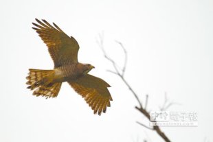 鷹姿煥發彰縣府和彰化縣野鳥學會舉辦「鷹揚八卦」活動，吸引愛鳥人士熱情參與。（吳敏菁攝）