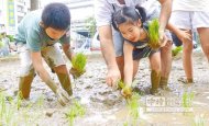 　插秧樂　　福久米糧公司與北市南港新世紀廣場社區合作，將社區前的花圃改造成稻田，昨邀請30位學童在都市叢林中體驗插秧樂，不少人是首次下田，儘管有時重心不穩跌得滿身泥巴，但喜悅全寫在臉上。（圖文：江慧珺）