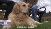 導盲犬界超級「狗爸爸」 英國九歲黃金獵犬培育323隻後代