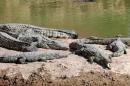 Maroc : lâcher de crocodiles pour le Croco-parc d'Agadir