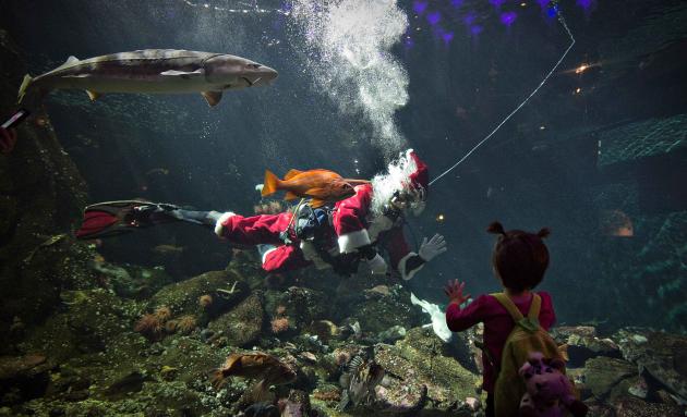 A young visitor to the Vancouver Aquarium watches 