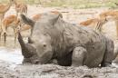 Le Kenya coupe les cornes des Rhinocéros pour sauver l'espèce