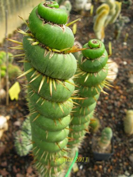 spiral cactus flower