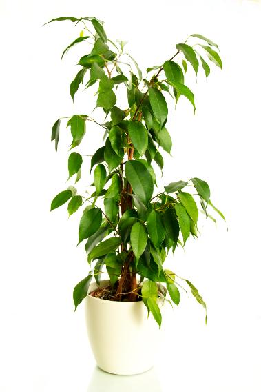 Weeping Fig Ficus