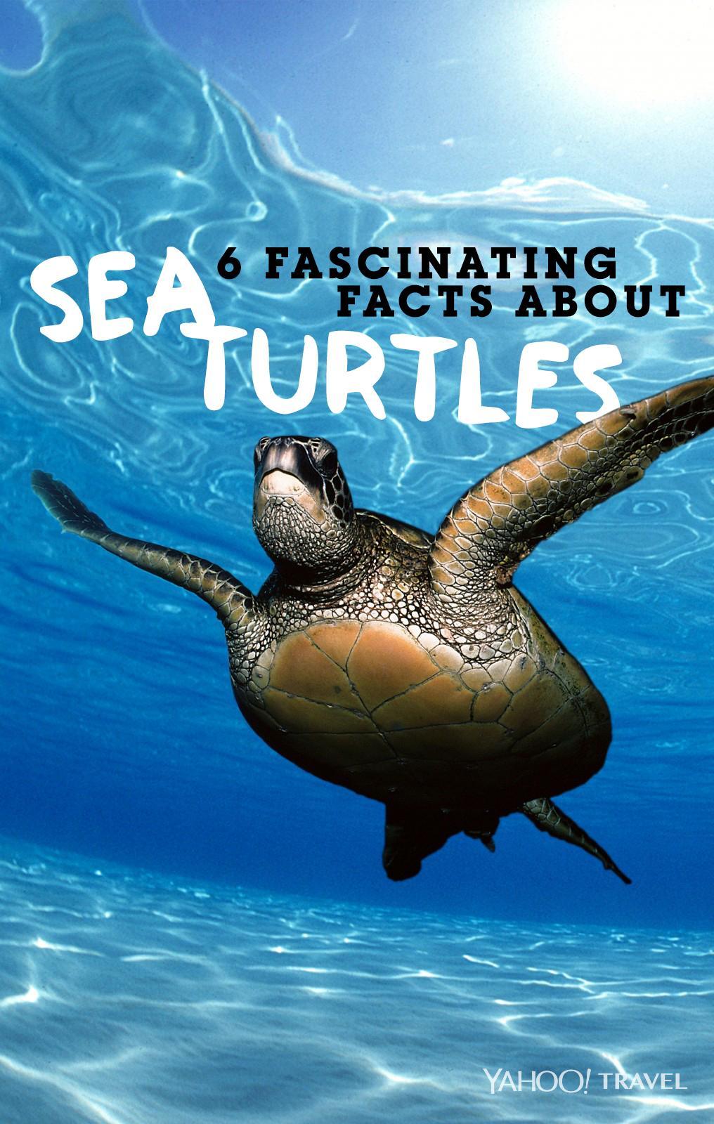 6 Amazing Facts You Never Knew About Sea Turtles