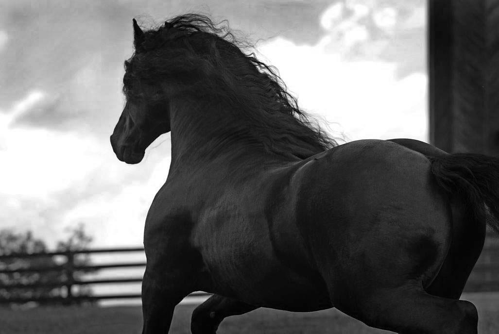 These horses. Красивые картинки на рабочий стол животные лошади.