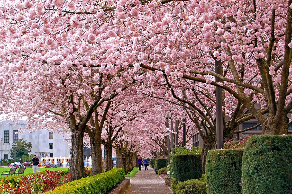 Salem, Oregon Spring's Almost Here the Most Amazing Cherry Blossom