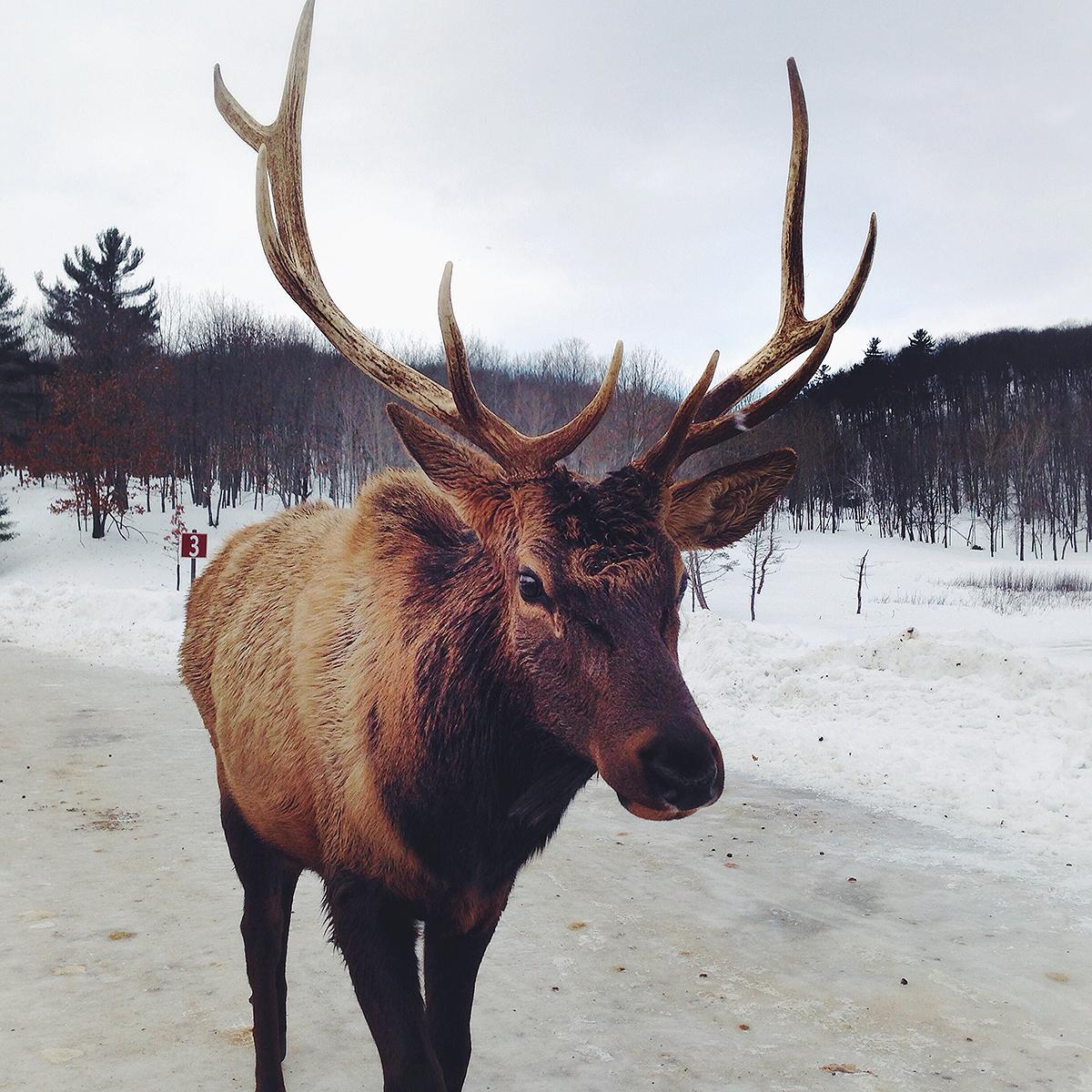 How to Befriend a Reindeer in Alaska