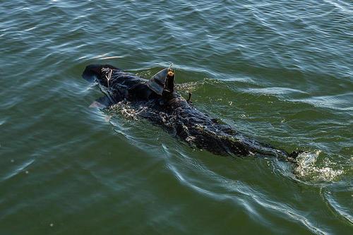 Navy Develops ‘GhostSwimmer’ Drone That Looks Like a Shark