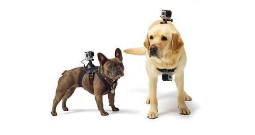 New Dog Camera Mount Turns Your GoPro into a GoFido