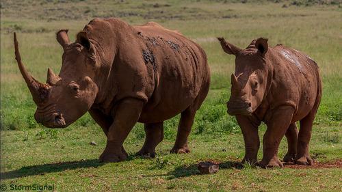 Vincent Barkas patrols for rhino poachers