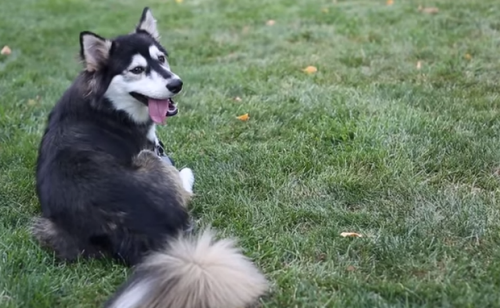 How One Tech Firm Got 10,000 Dogs Running Again with 3D Printed Knee Implants