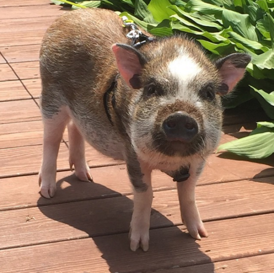 Bugle #19: The Emotional Support Pig Edition