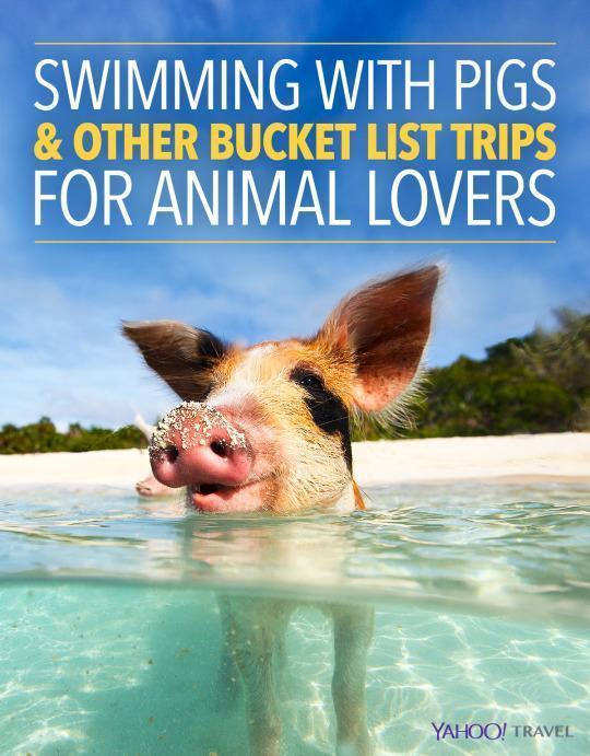 swimming animals list