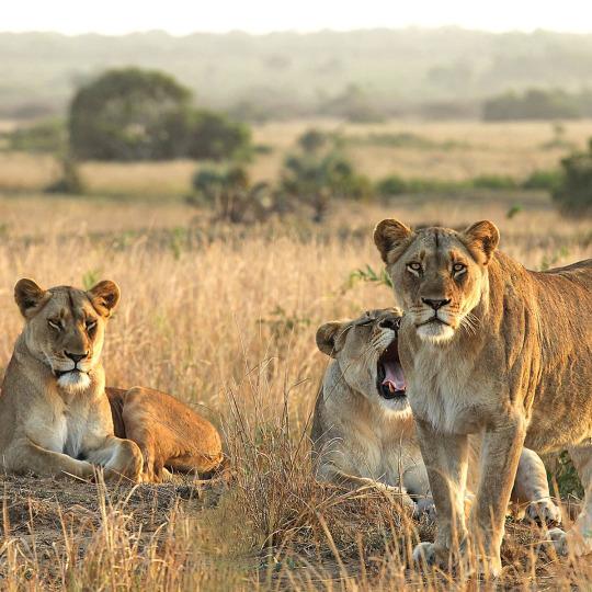 Back From Extinction —Lions Reintroduced to Rwanda