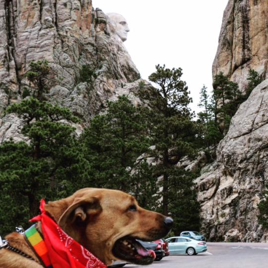 A Cross-Country Road Trip Cured My Dog of Her Neuroses