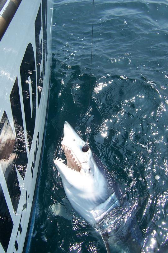 Florida Keys - Fish Finder Adventures, Sustainable Fishing Charters, Shark  Research