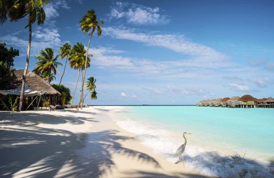 #Daydream: The Maldives