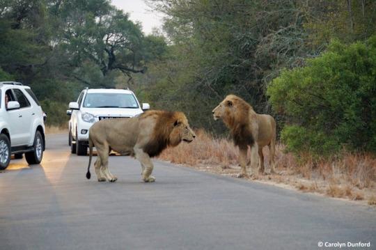 Tourists Watch Hungry Lions Take Down Prey On African Road