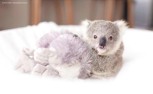 Warning This Is The Cutest Baby Koala Video You Ve Ever Seen