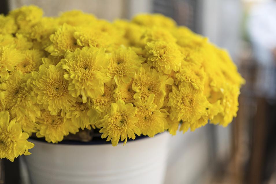  Garden  Mum  10 Indoor  Plants  that Help You Breathe Easy