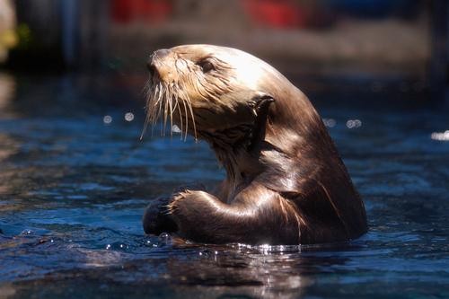 Sea Lions and Ostriches and Whales — Oh Yes! 8 Animal Adventures Along ...