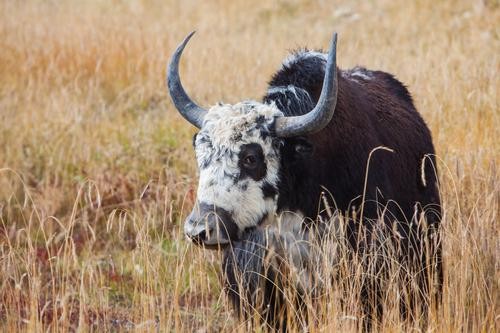 Is Yak Meat the New Protein?