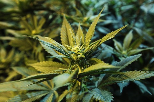 Pot-Growing Lights Are Interfering with Local Radio Waves in Colorado