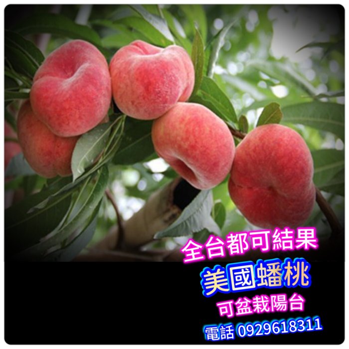 美國蟠桃Flat peach【嫁接款】約一年結果【滿5棵免運+買五送一】