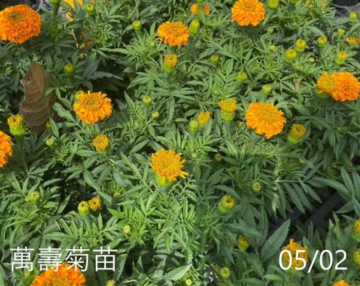 花花世界_季節花卉*萬壽菊(不挑花色，單盆)*-花繁葉茂/3.5吋黑軟盆/高5-10cm/MA